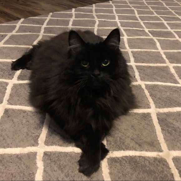 Meet your Posher, Caroline - Picture 1 of 1